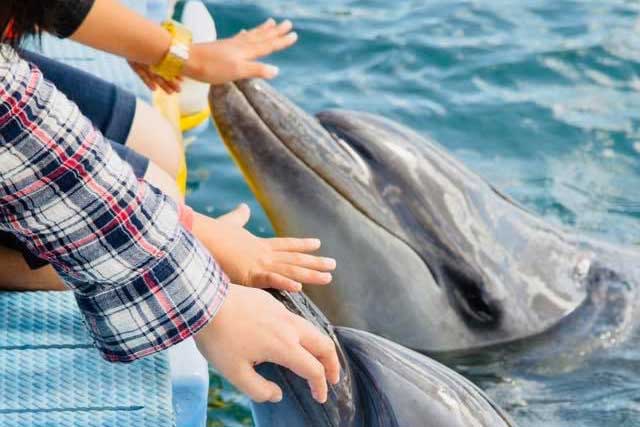 ドルフィンセンター | さぬき市観光ガイド｜一般社団法人 さぬき市観光協会